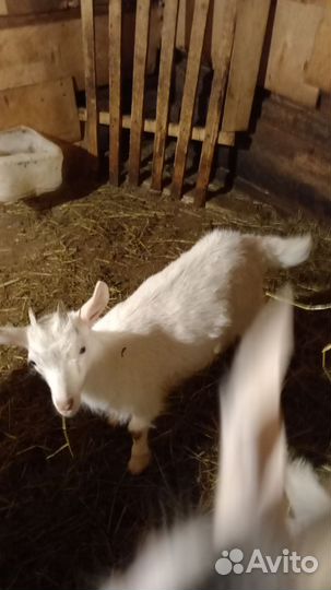 Козы и козлята