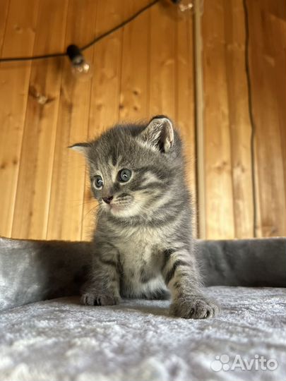 Серая кошка (котенок)