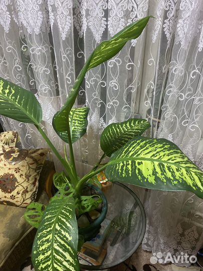 Диффенбахия гигант