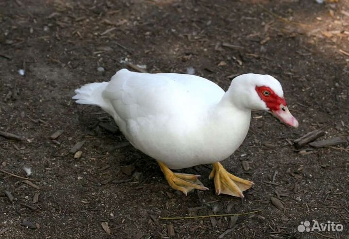 Мясо утки домашнее, индоутка мясом