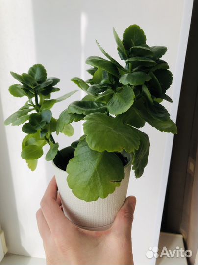 Каланхоэ Каландива