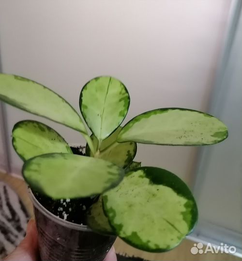 Хойя Аустралис Лиза