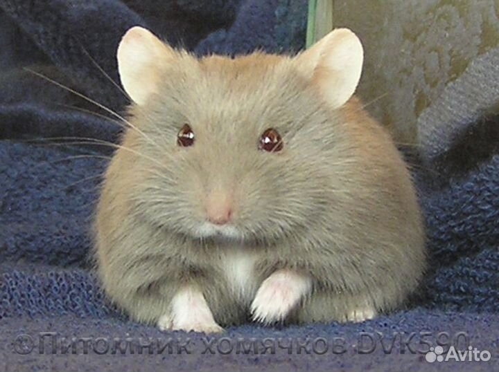 Хомячок с белым галстучком и белыми носочками