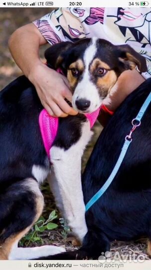 Щенок в добрые руки