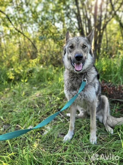 Собака мини волчица в добрые руки