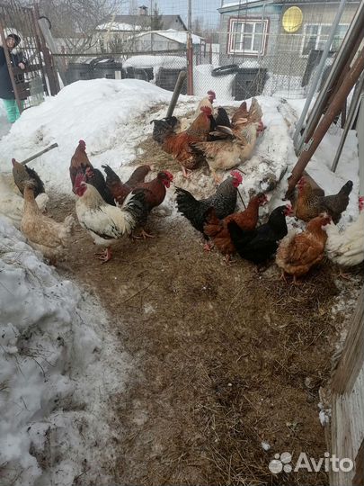 Петухи породы доминант