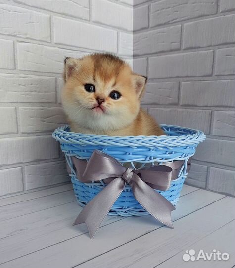 Британские котята