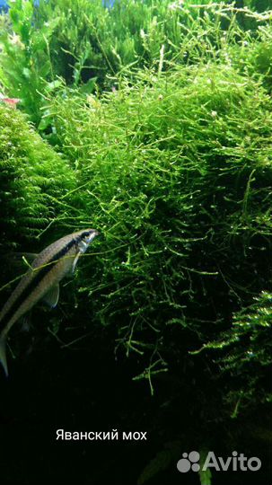 Аквариумные растения (Буцефаландры, мох)