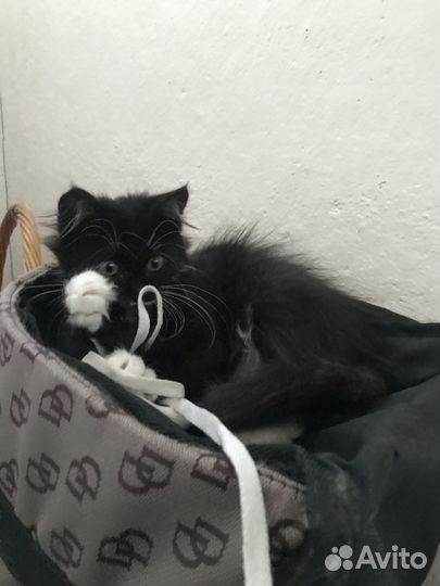 Отдам котенка в добрые руки