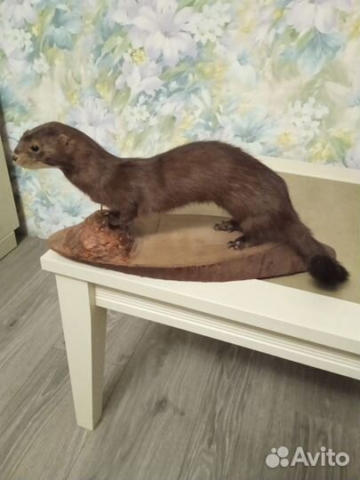 Чучело норки