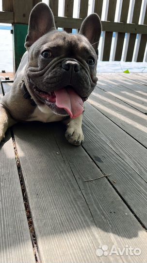 Французский бульдог кабель вязка