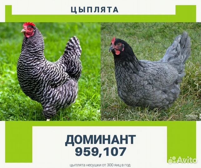 Молодые петухи и куры