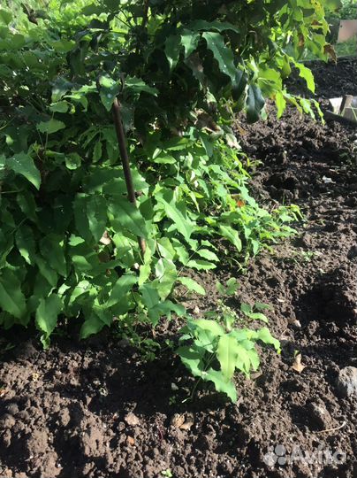 Магония падуболистная