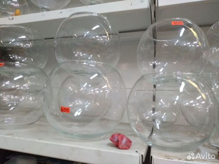 Рыбки Петушок и аквариумы