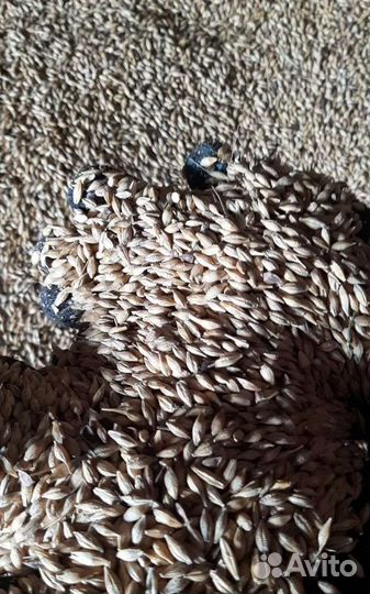 Фуражный ячмень, Фасоль на корм/посев