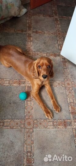 Кобель для вязки (Английский Кокер Спаниель)