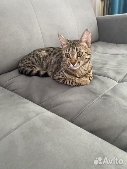 Кошка бенгальская