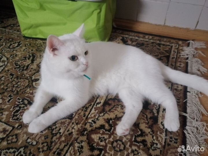 Котята в добрые руки даром бесплатно