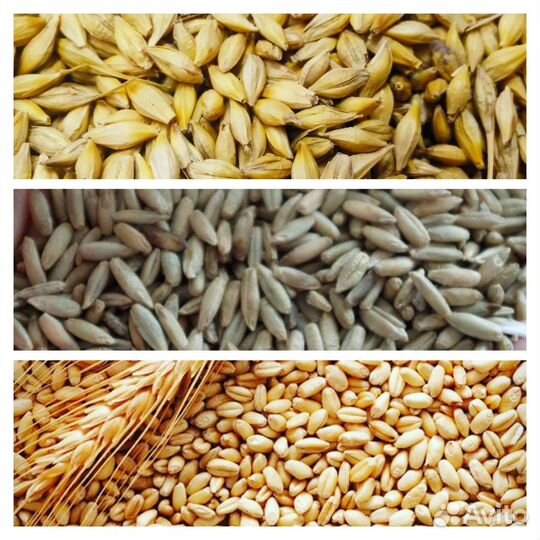 Пшеница, Ячмень, Рожь, овес 2023г в мешках