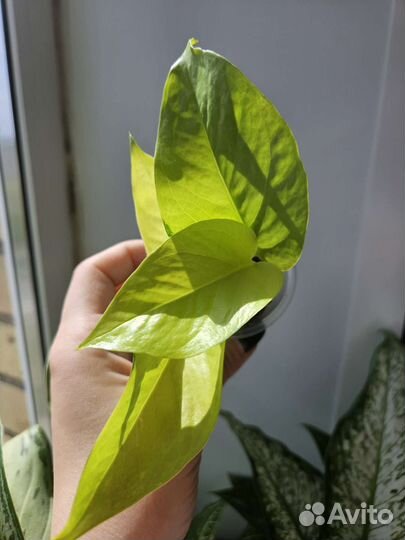 Эпипремнум/Сциндапсус