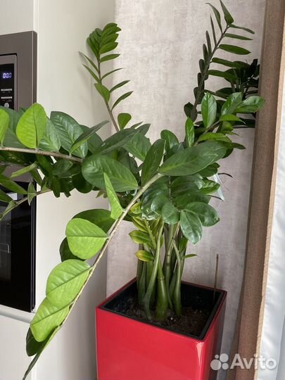 Замиокулькас