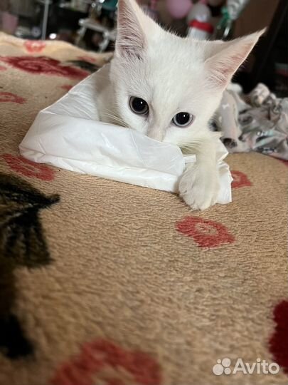 Красивый котенок метис