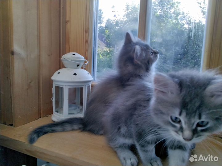 Котики бесплатно в добрые руки