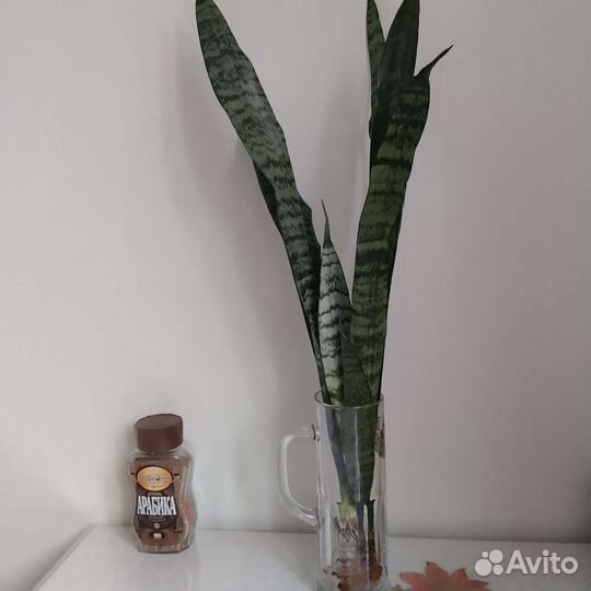Сансевиерия сортовая