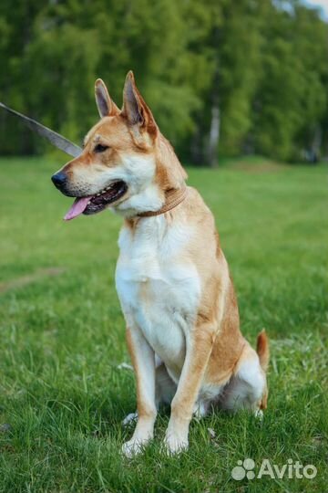 Потерявшийся пес ищет новую семью