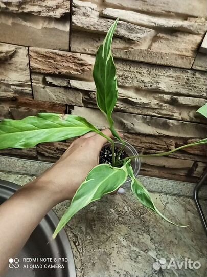 Спатифиллум Дели индонезия