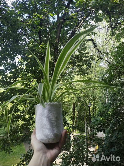 Хлорофитум