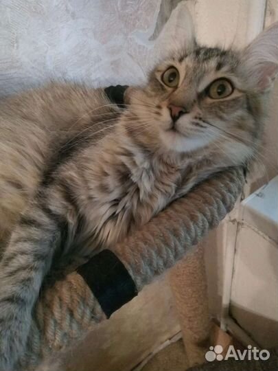 Кошечка в добрые руки