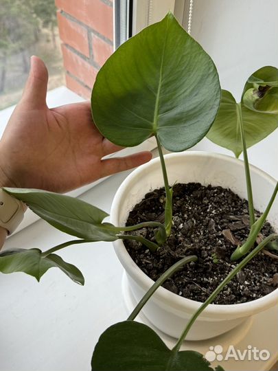 Монстера черенки