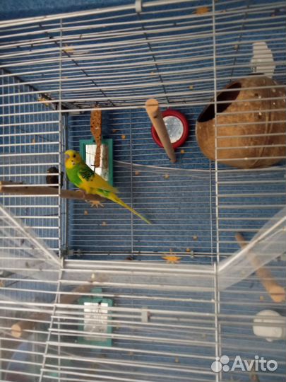 Волнистый попугай самец с клеткой