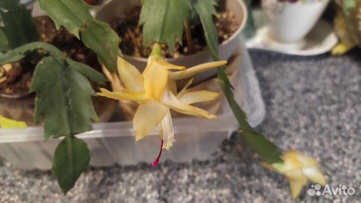 Декабрист шлюмбергера желтый