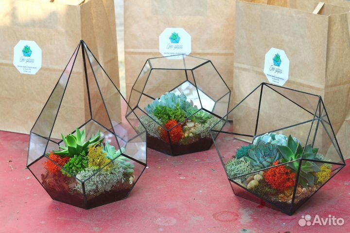 Суккуленты флорариум