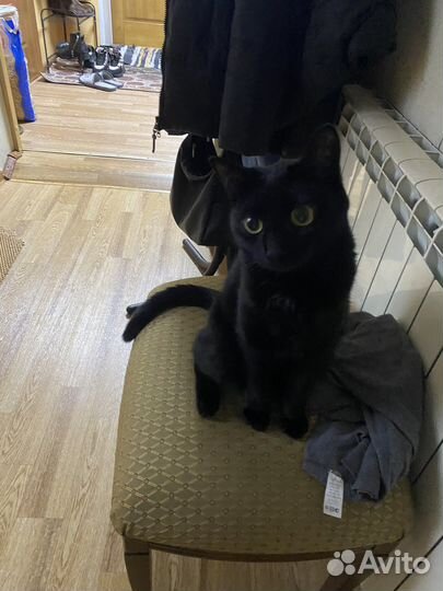 Молодая кошка