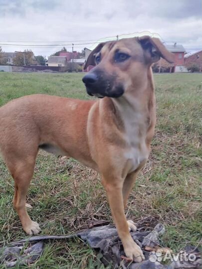 Молодая собака в добрые руки