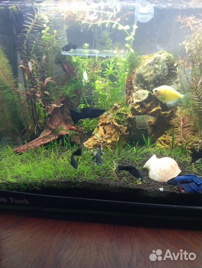 Аквариумные рыбки молинезии