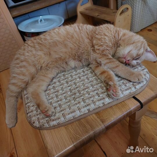 Котята-крысаловки