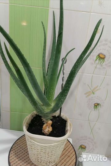 Алоэ, индийский лук, каланхоэ, золотой ус