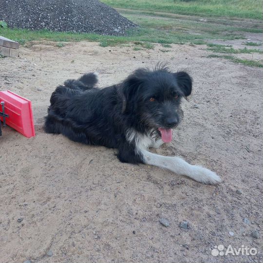 Щенки бесплатно