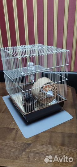 Хомяк бесплатно