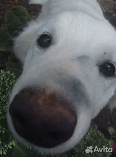 Собака в добрые руки