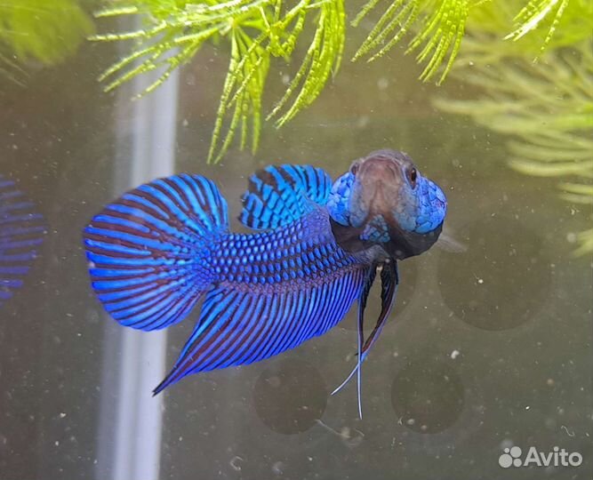 Alien Betta (рыбка петушок -гибрид)
