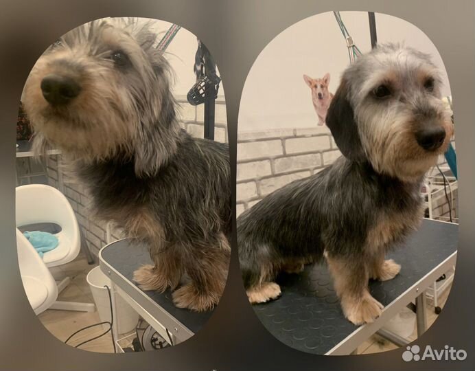 Груминг Стрижка собак Гигиена Экспресс линька