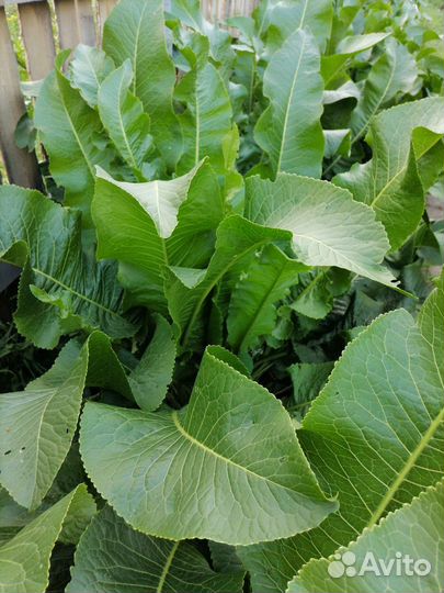 Набор для солений