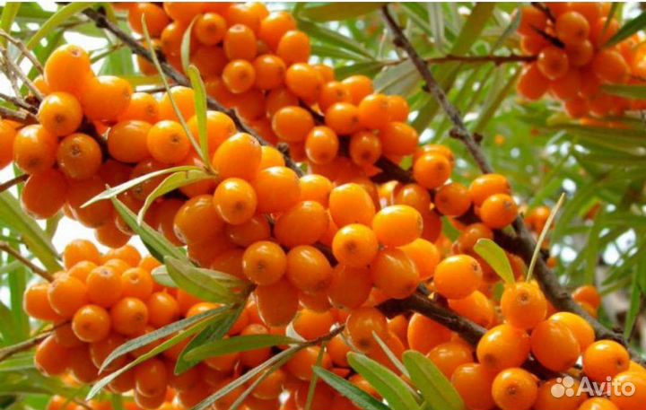 Облепиха ягоды