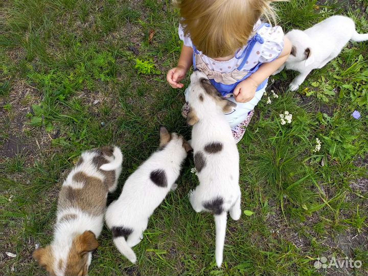 Щенята в добрые руки