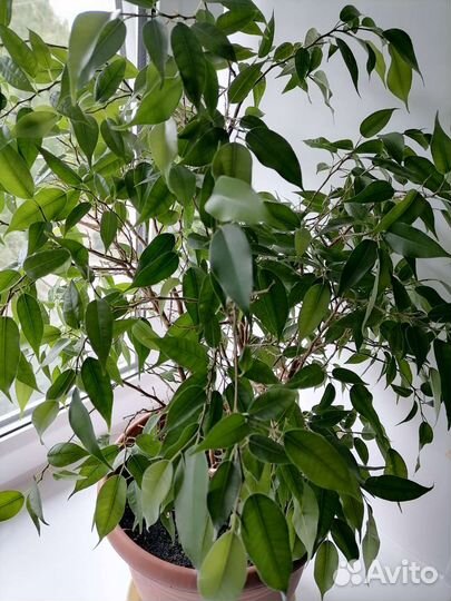 Фикус мелколистный